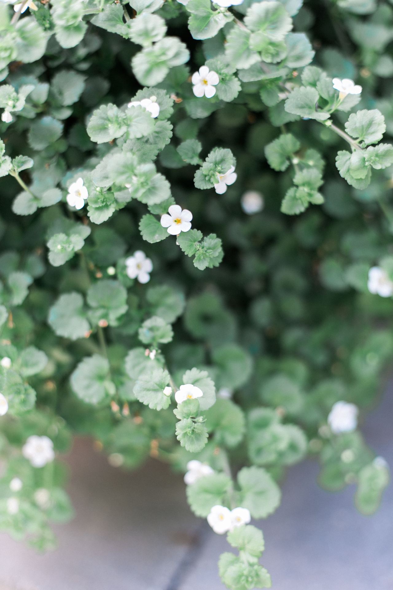 Charlevoix Wedding Photographer | The Weber Photographers | Associate Photographer Chelsey Granger