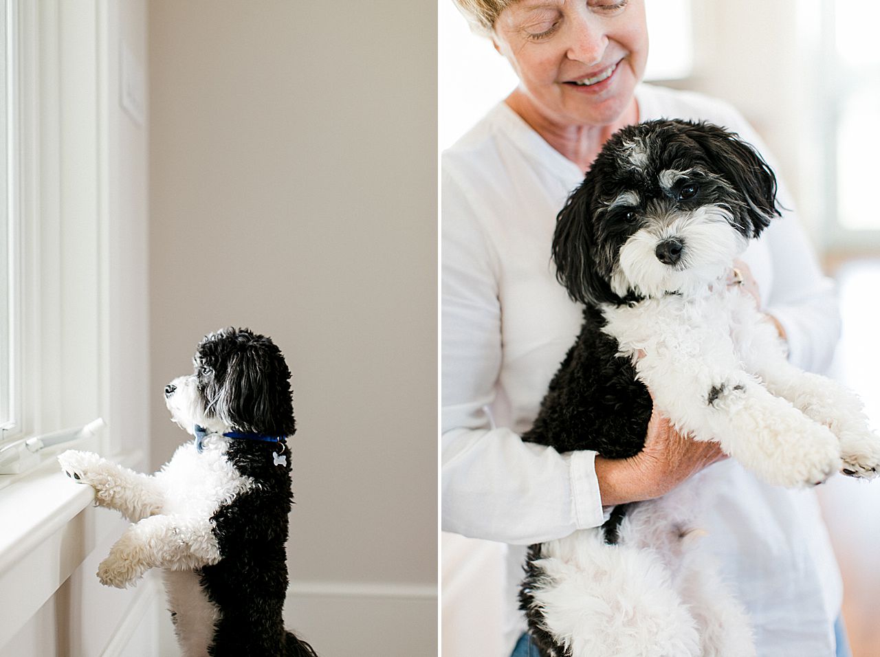 Bride's dog on the day of the wedding