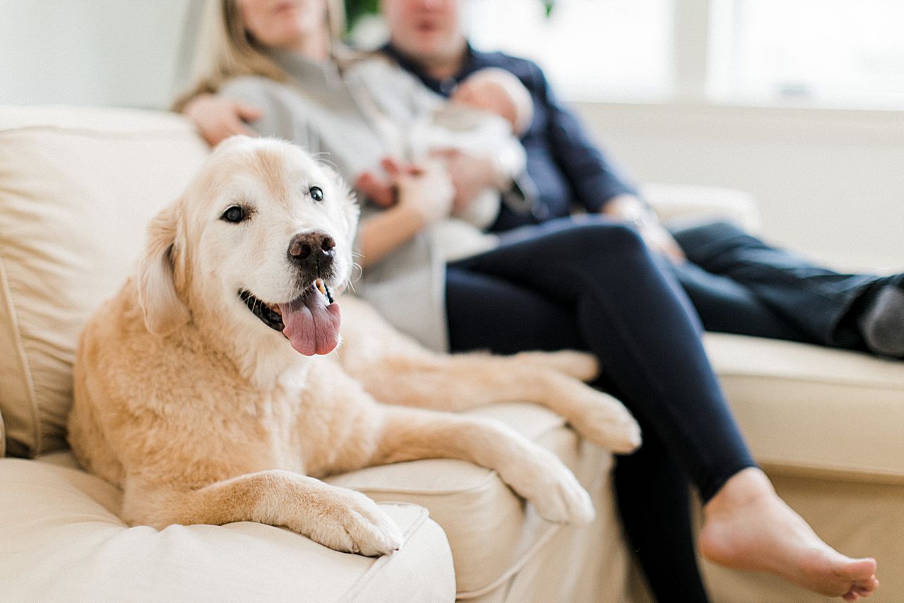 Family dog sitting on the couch adjusting to the new baby