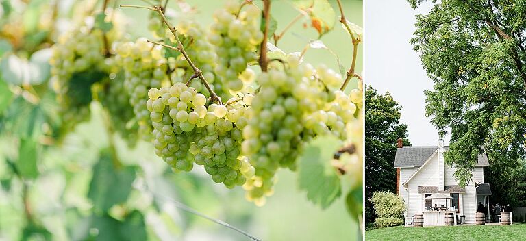 Grapes at Aurora Cellars on the Leelanau Peninsula in Michigan